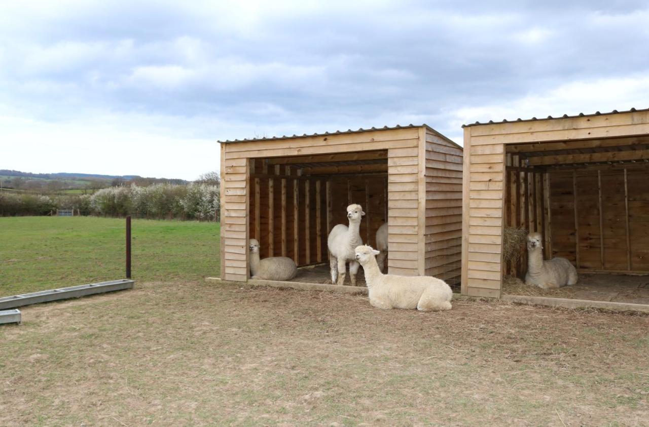 Dartmoor Reach Alpaca Farm Heated Cabins 5 Mins Drive To Dartmoor Bovey Tracey Luaran gambar