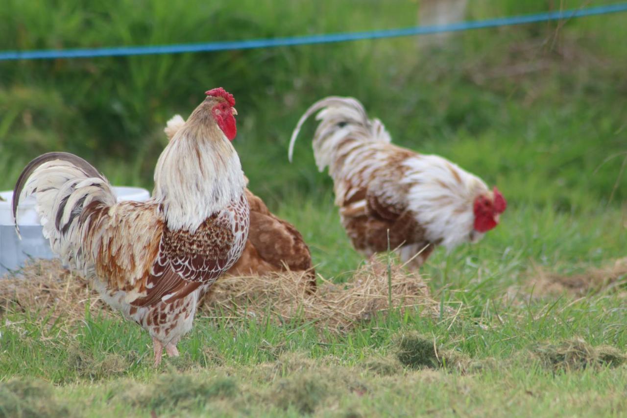 Dartmoor Reach Alpaca Farm Heated Cabins 5 Mins Drive To Dartmoor Bovey Tracey Luaran gambar