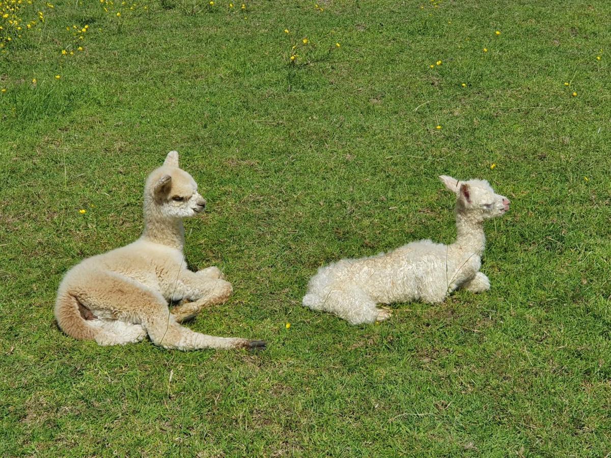 Dartmoor Reach Alpaca Farm Heated Cabins 5 Mins Drive To Dartmoor Bovey Tracey Luaran gambar