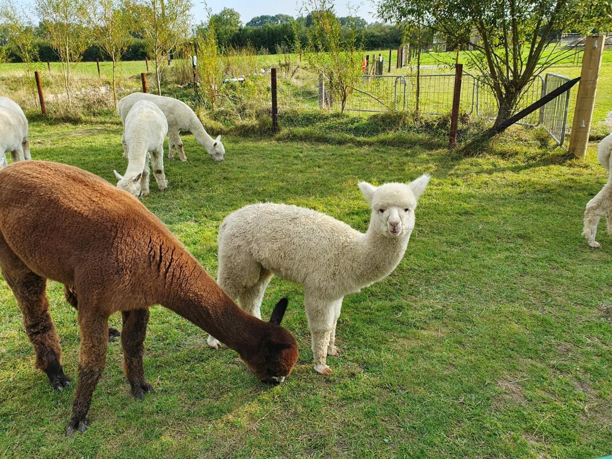 Dartmoor Reach Alpaca Farm Heated Cabins 5 Mins Drive To Dartmoor Bovey Tracey Luaran gambar