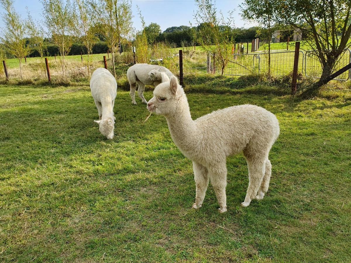 Dartmoor Reach Alpaca Farm Heated Cabins 5 Mins Drive To Dartmoor Bovey Tracey Luaran gambar
