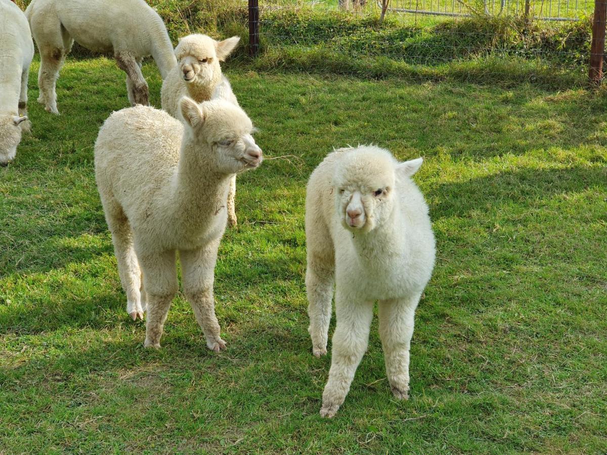 Dartmoor Reach Alpaca Farm Heated Cabins 5 Mins Drive To Dartmoor Bovey Tracey Luaran gambar