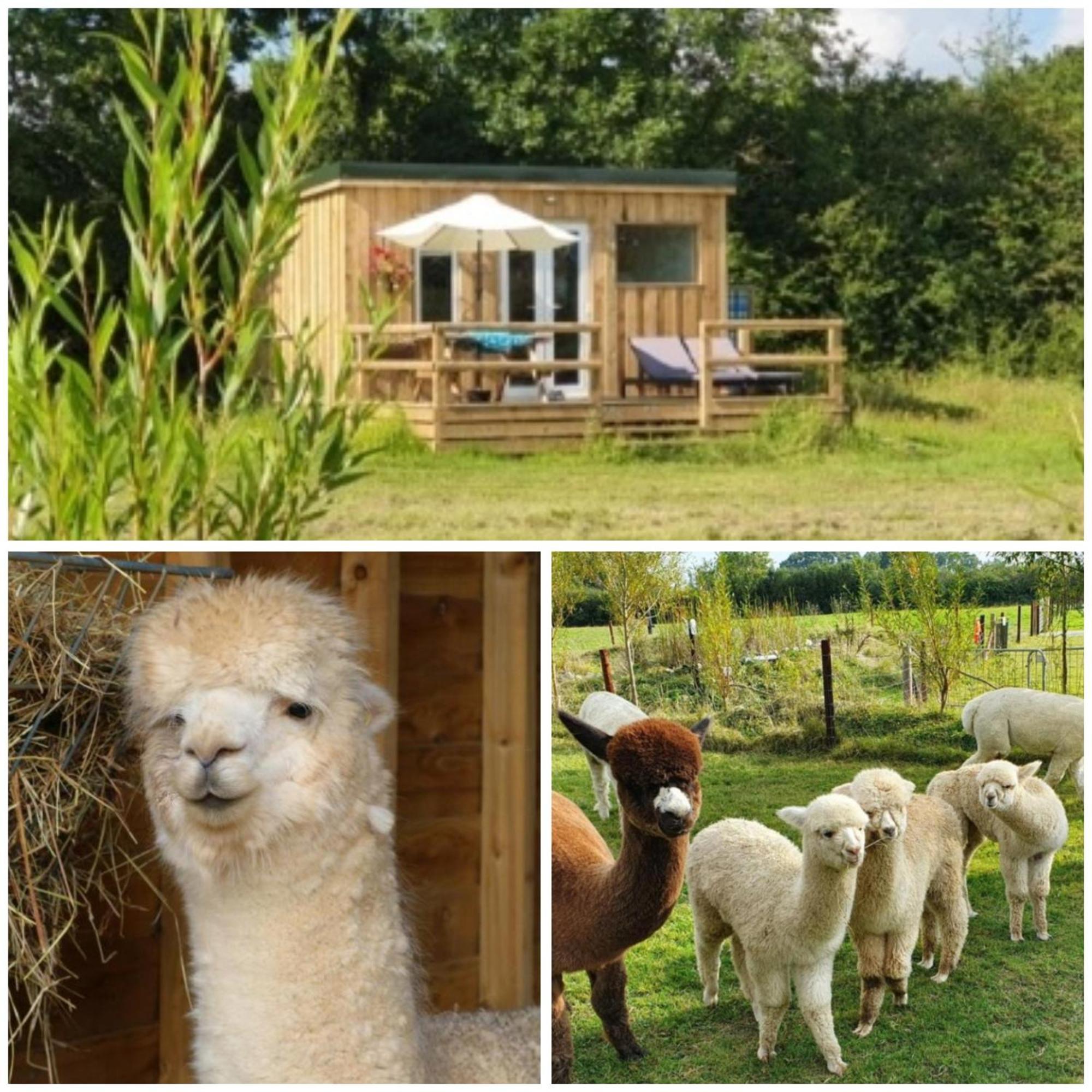 Dartmoor Reach Alpaca Farm Heated Cabins 5 Mins Drive To Dartmoor Bovey Tracey Luaran gambar