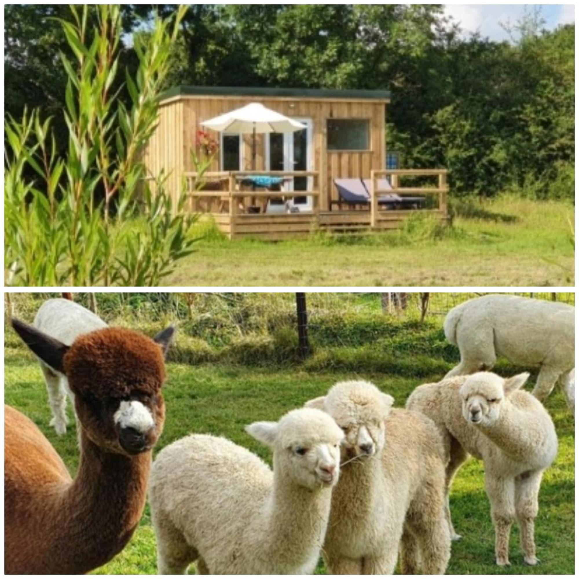 Dartmoor Reach Alpaca Farm Heated Cabins 5 Mins Drive To Dartmoor Bovey Tracey Luaran gambar