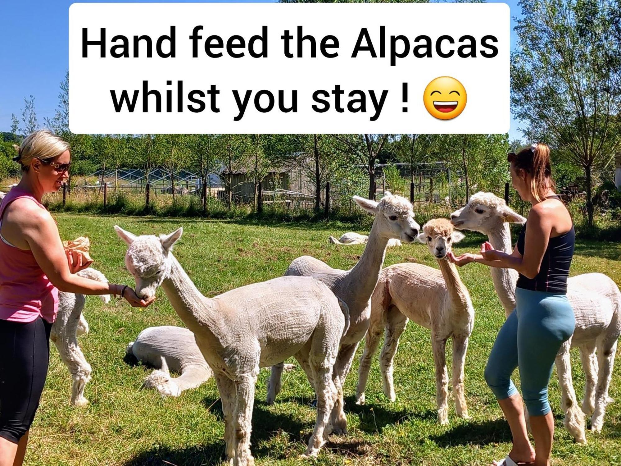 Dartmoor Reach Alpaca Farm Heated Cabins 5 Mins Drive To Dartmoor Bovey Tracey Luaran gambar