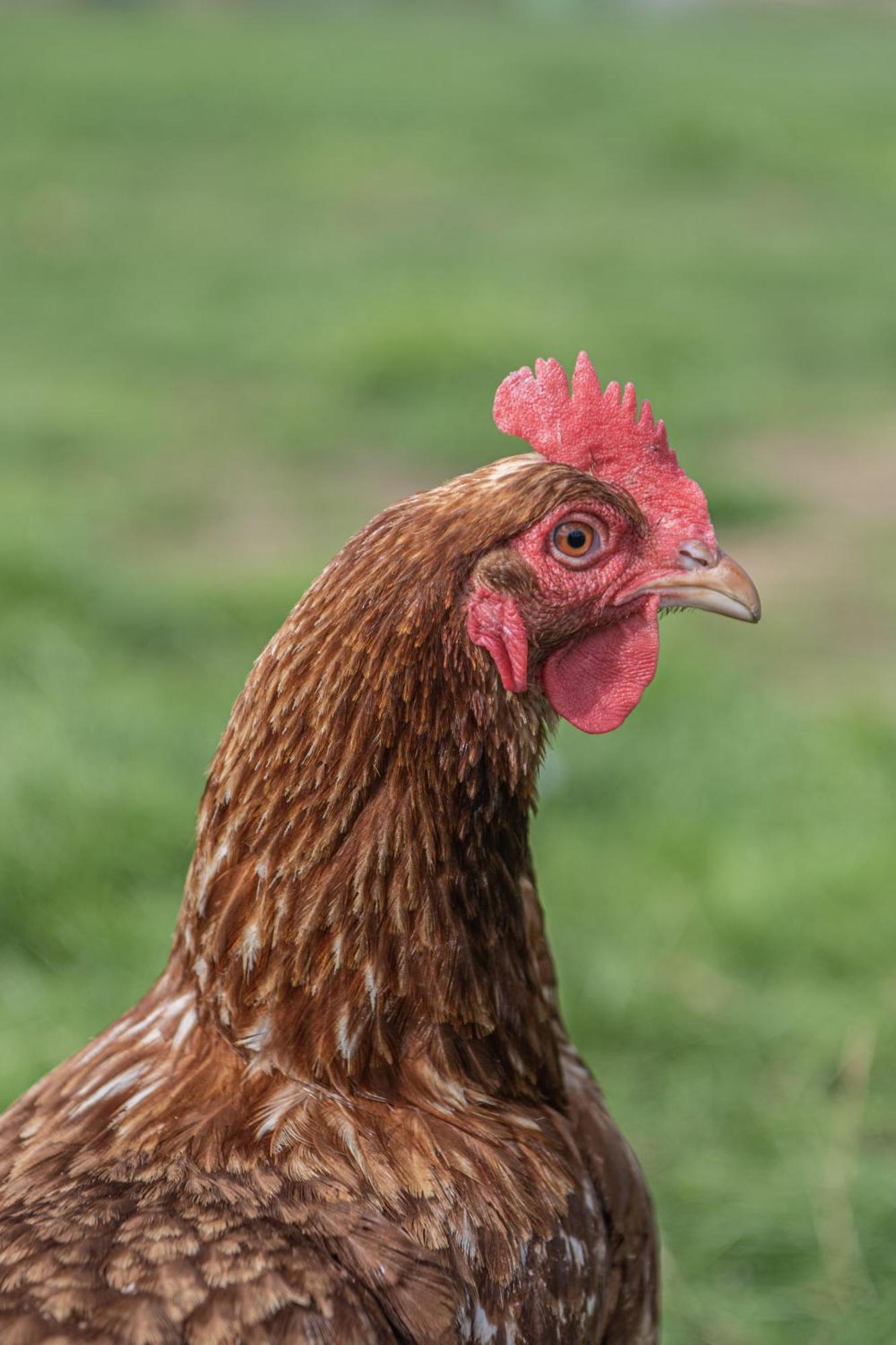 Dartmoor Reach Alpaca Farm Heated Cabins 5 Mins Drive To Dartmoor Bovey Tracey Luaran gambar