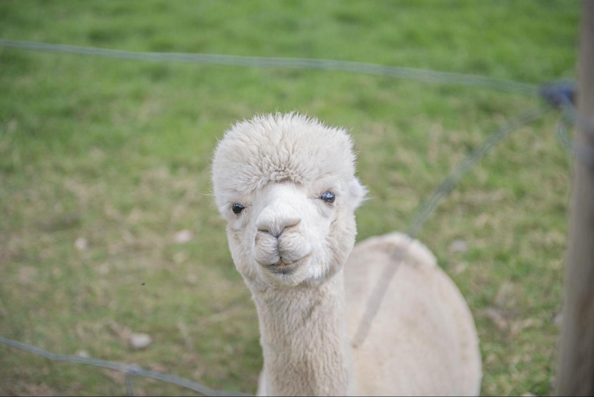 Dartmoor Reach Alpaca Farm Heated Cabins 5 Mins Drive To Dartmoor Bovey Tracey Luaran gambar