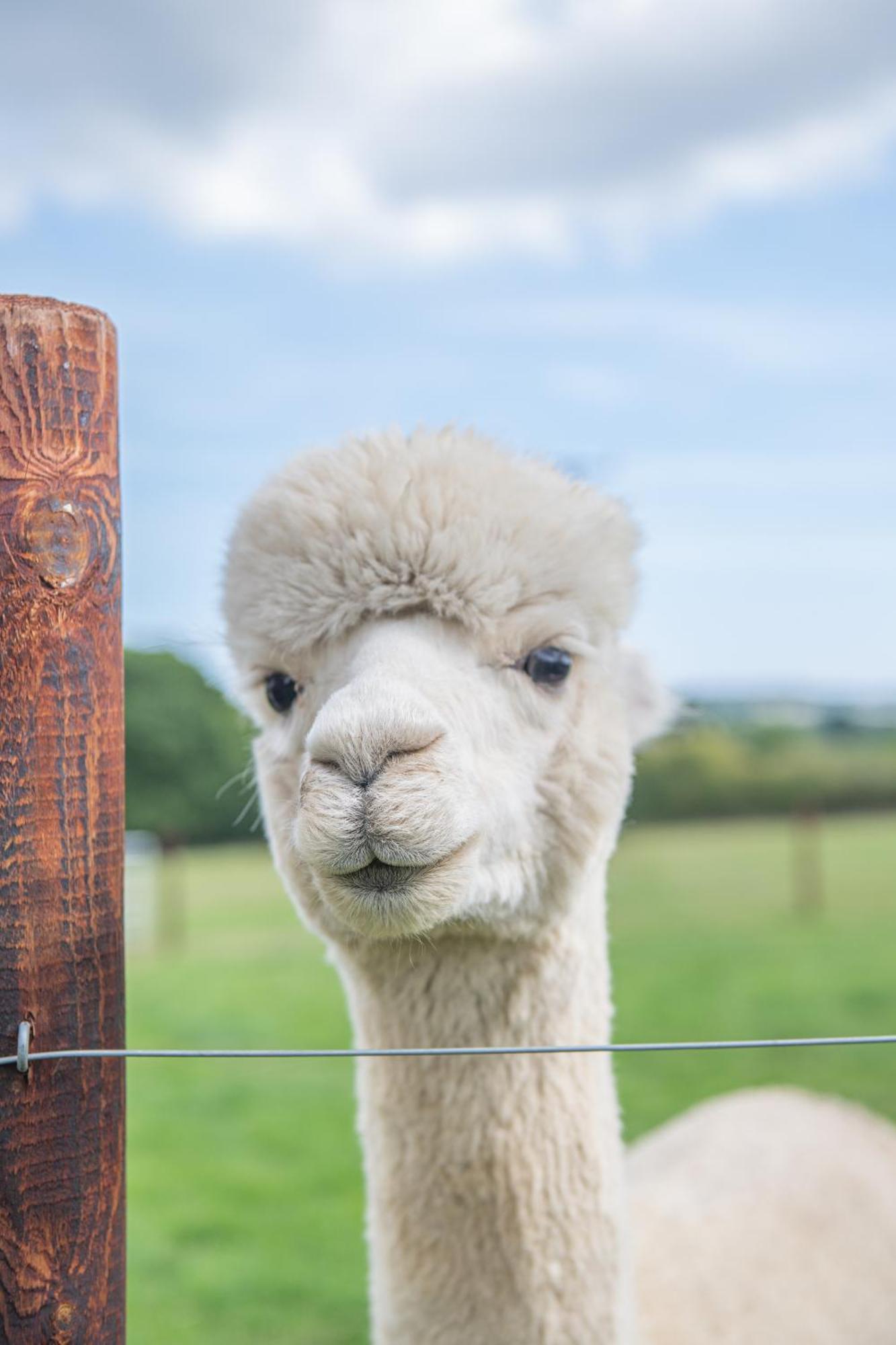 Dartmoor Reach Alpaca Farm Heated Cabins 5 Mins Drive To Dartmoor Bovey Tracey Bilik gambar